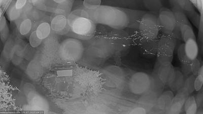 immagine della webcam nei dintorni di Altopiano di Vezzena: webcam Scena
