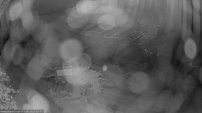 immagine della webcam nei dintorni di Plan in Passiria: webcam Scena