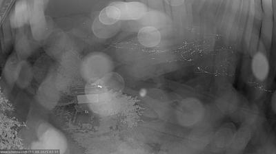 immagine della webcam nei dintorni di Rifiano: webcam Scena