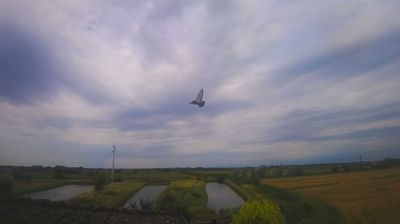 immagine della webcam nei dintorni di Monfalcone: webcam Carlino