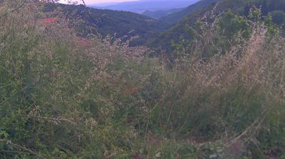 immagine della webcam nei dintorni di Montemignaio: webcam Ortignano Raggiolo