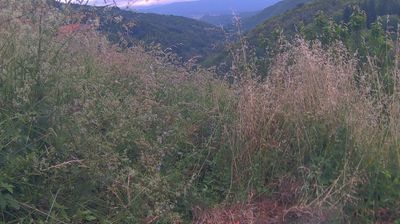 immagine della webcam nei dintorni di Torri: webcam Ortignano Raggiolo