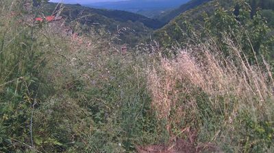 immagine della webcam nei dintorni di Arezzo: webcam Ortignano Raggiolo
