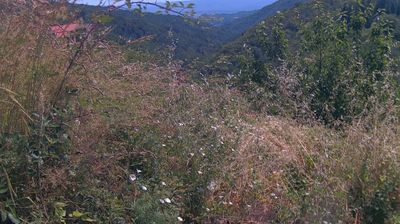 immagine della webcam nei dintorni di Passo della Consuma: webcam Ortignano Raggiolo