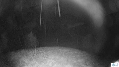 immagine della webcam nei dintorni di Campolongo di Cadore: webcam Sauris