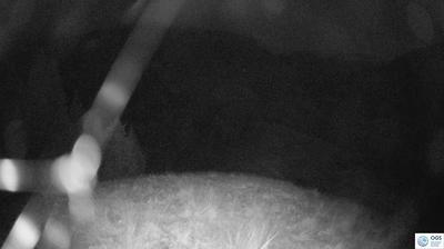 immagine della webcam nei dintorni di Vigo di Cadore: webcam Sauris