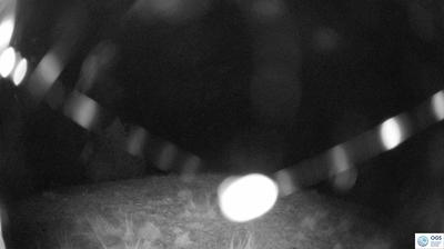 immagine della webcam nei dintorni di Cima Sappada: webcam Sauris