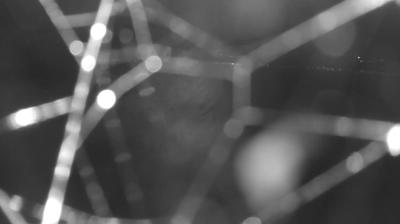 immagine della webcam nei dintorni di Piuro: webcam Colico