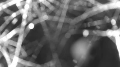 immagine della webcam nei dintorni di Dosso del Liro: webcam Colico