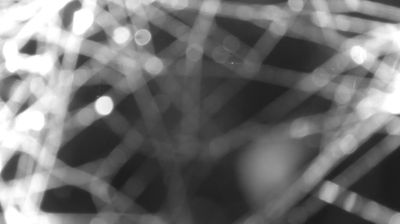 immagine della webcam nei dintorni di Sant'Abbondio: webcam Colico