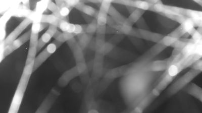 immagine della webcam nei dintorni di Piuro: webcam Colico