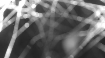 immagine della webcam nei dintorni di Val Masino: webcam Colico