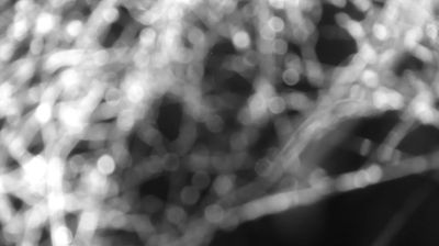 immagine della webcam nei dintorni di Consiglio di Rumo: webcam Colico