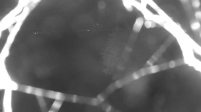 immagine della webcam nei dintorni di Bellano: webcam Colico