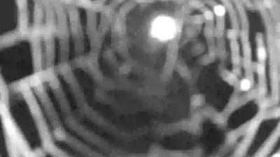 immagine della webcam nei dintorni di Menarola: webcam Colico