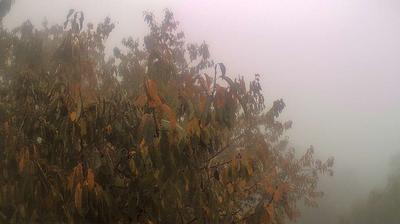 immagine della webcam nei dintorni di Massa: webcam Campo Cecina