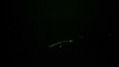 immagine della webcam nei dintorni di Varazze: webcam Varigotti