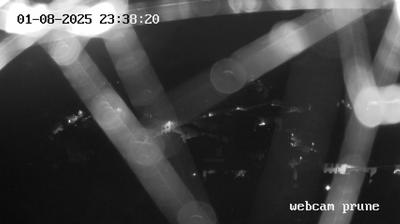 immagine della webcam nei dintorni di Collodi: webcam Prunetta
