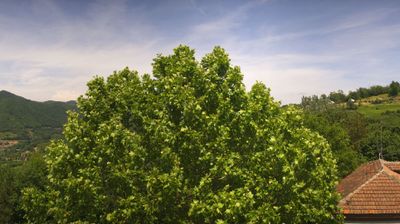 immagine della webcam nei dintorni di Albaretto della Torre: webcam Bosia