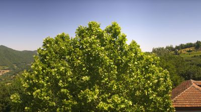 immagine della webcam nei dintorni di Magliano Alfieri: webcam Bosia