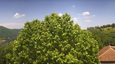 immagine della webcam nei dintorni di Niella Belbo: webcam Bosia