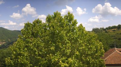 immagine della webcam nei dintorni di Sinio: webcam Bosia