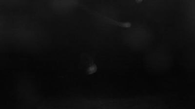 Preview delle webcam di Portonovo