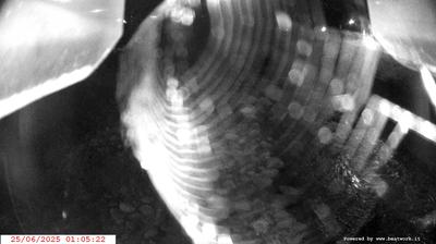 immagine della webcam nei dintorni di Carisolo: webcam Spiazzo