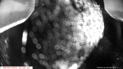 immagine della webcam nei dintorni di Daone: webcam Spiazzo