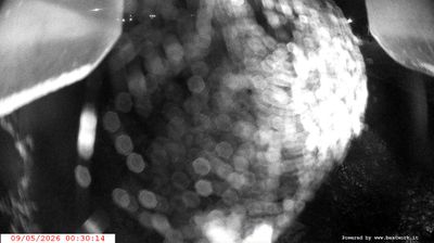 immagine della webcam nei dintorni di Sant'Antonio di Mavignola: webcam Spiazzo