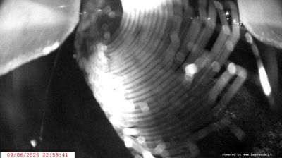 immagine della webcam nei dintorni di Massimeno: webcam Spiazzo
