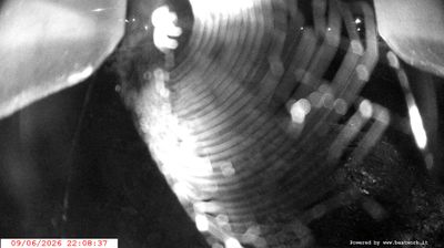 immagine della webcam nei dintorni di Carisolo: webcam Spiazzo