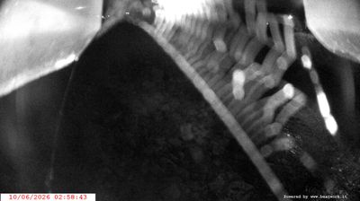 immagine della webcam nei dintorni di Caderzone: webcam Spiazzo
