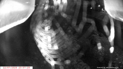 immagine della webcam nei dintorni di Passo Tonale: webcam Spiazzo