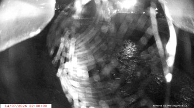immagine della webcam nei dintorni di Monte Spinale: webcam Spiazzo