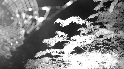 immagine della webcam nei dintorni di Sella Giudicarie: webcam Zuclo