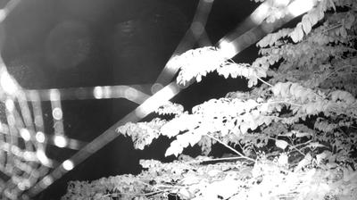 immagine della webcam nei dintorni di Tione di Trento: webcam Zuclo