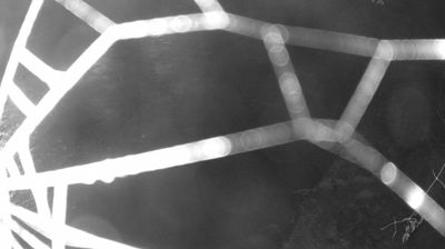 immagine della webcam nei dintorni di Daone: webcam Zuclo