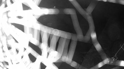 immagine della webcam nei dintorni di Sella Giudicarie: webcam Zuclo