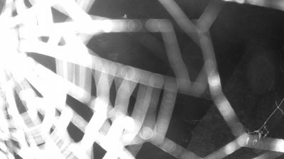 immagine della webcam nei dintorni di Pinzolo: webcam Zuclo