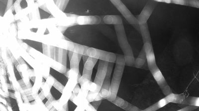 immagine della webcam nei dintorni di Sant'Antonio di Mavignola: webcam Zuclo