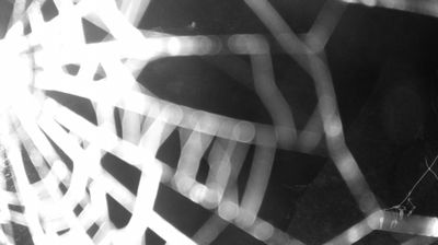 immagine della webcam nei dintorni di Tione di Trento: webcam Zuclo