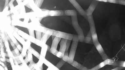 immagine della webcam nei dintorni di Carisolo: webcam Zuclo