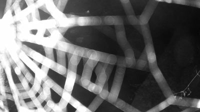 immagine della webcam nei dintorni di Pinzolo: webcam Zuclo