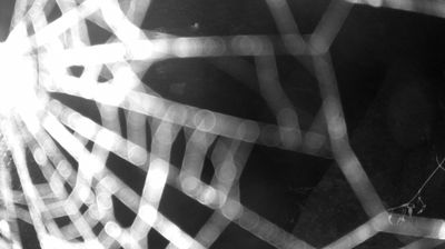 immagine della webcam nei dintorni di San Lorenzo in Banale: webcam Zuclo