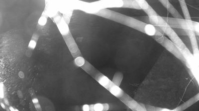 immagine della webcam nei dintorni di Pinzolo: webcam Zuclo