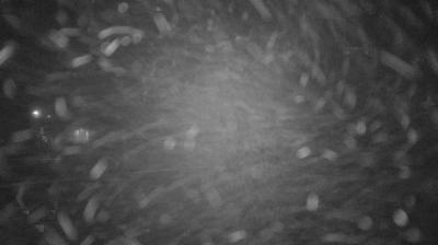 immagine della webcam nei dintorni di Serramazzoni: webcam Lama Mocogno