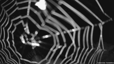 immagine della webcam nei dintorni di Craveggia: webcam Cannobio