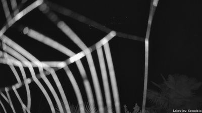 immagine della webcam nei dintorni di Craveggia: webcam Cannobio