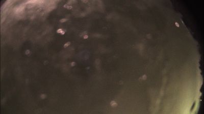 immagine della webcam nei dintorni di Valenza: webcam Felizzano